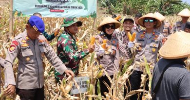 Panen Raya Jagung Kuartal III Tahun 2025, Polres Kendal Perkuat Ketahanan Pangan Nasional